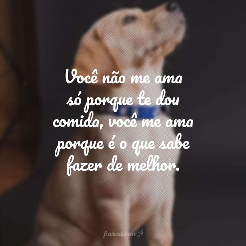 Você não me ama só porque te dou comida, você me ama porque é o que sabe fazer de melhor.