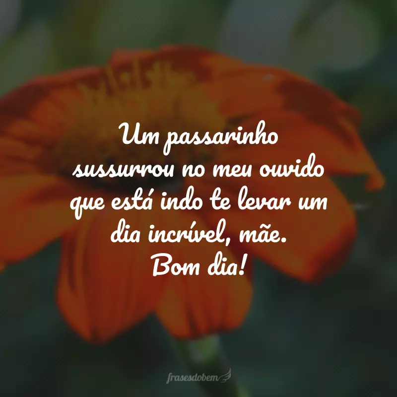 Um passarinho sussurrou no meu ouvido que está indo te levar um dia incrível, mãe. Bom dia!