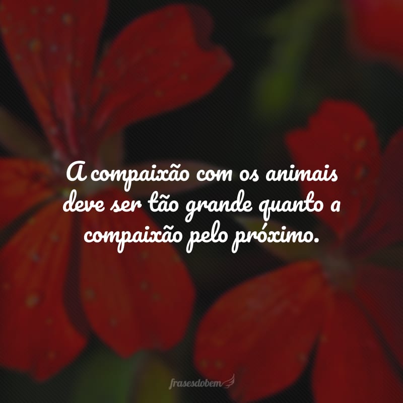 A compaixão com os animais deve ser tão grande quanto a compaixão pelo próximo.