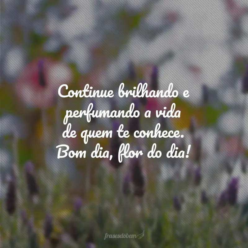 Continue brilhando e perfumando a vida de quem te conhece. Bom dia, flor do dia!