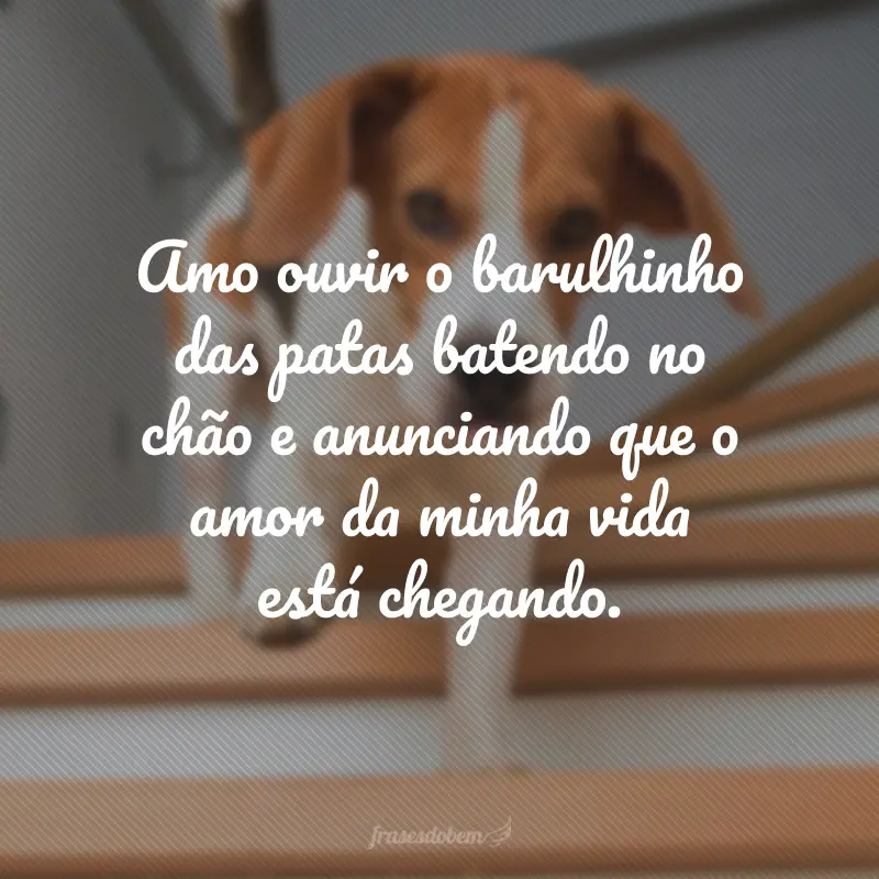 Amo ouvir o barulhinho das patas batendo no chão e anunciando que o amor da minha vida está chegando.