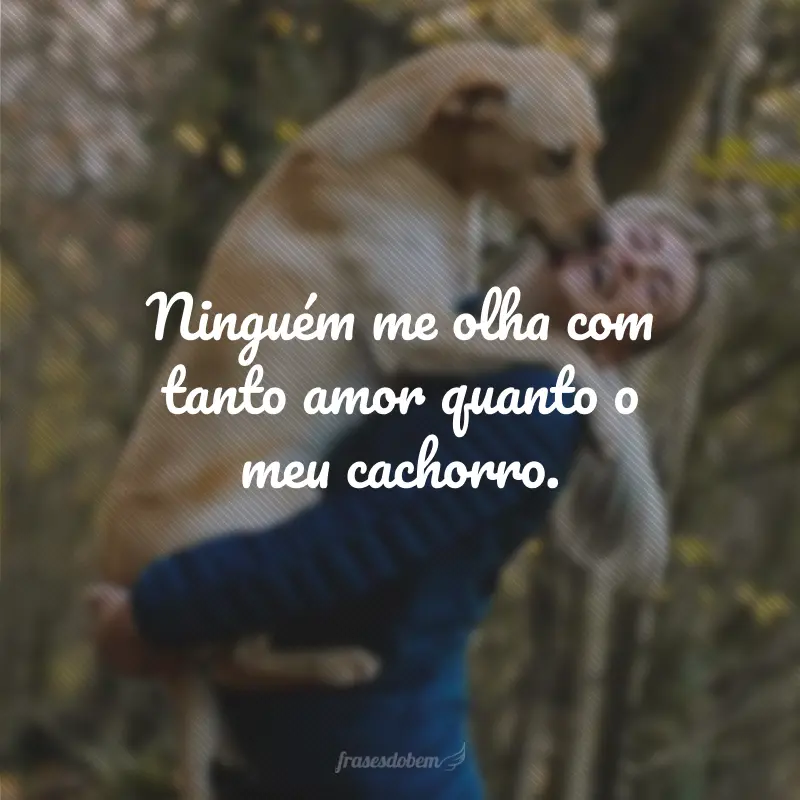 Ninguém me olha com tanto amor quanto o meu cachorro.