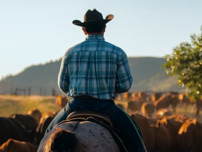 40 frases de cowboy para quem é bruto, rústico e sistemático
