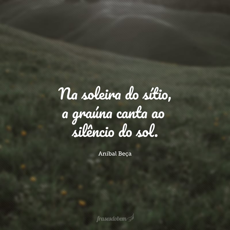 Na soleira do sítio, a graúna canta ao silêncio do sol.