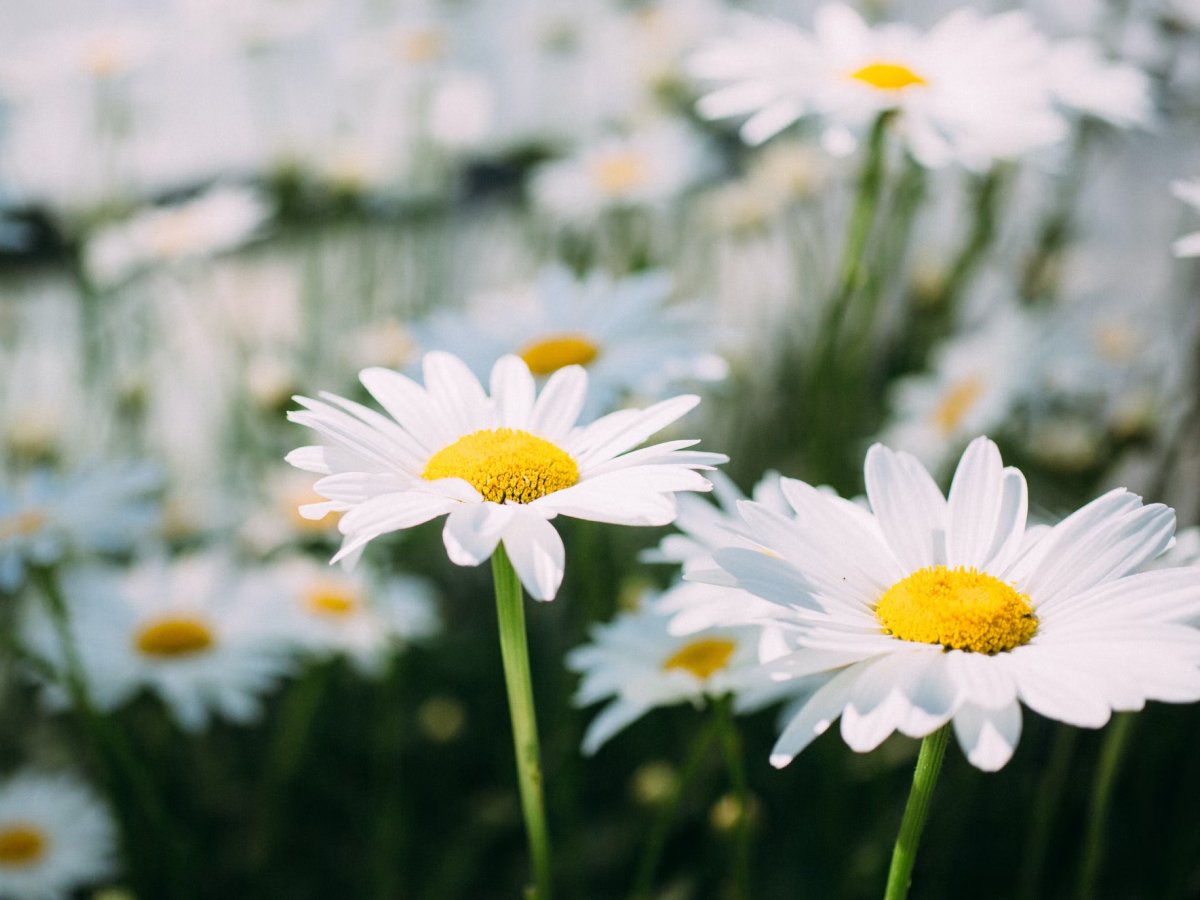 60 frases de primavera para florescer com a sua chegada