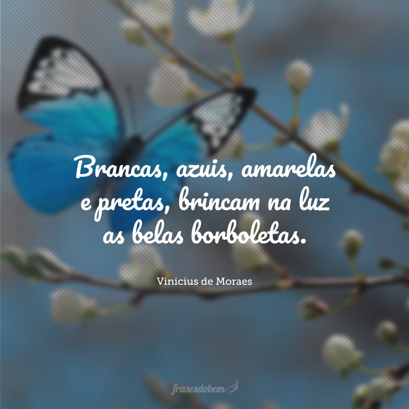 Brancas, azuis, amarelas e pretas, brincam na luz as belas borboletas.