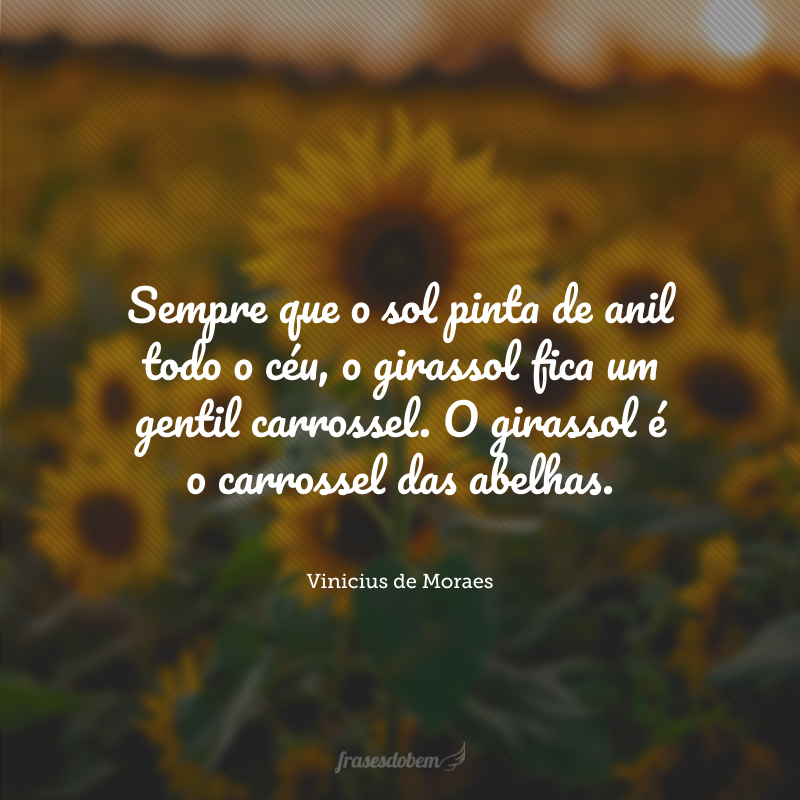 Sempre que o sol pinta de anil todo o céu, o girassol fica um gentil carrossel. O girassol é o carrossel das abelhas.