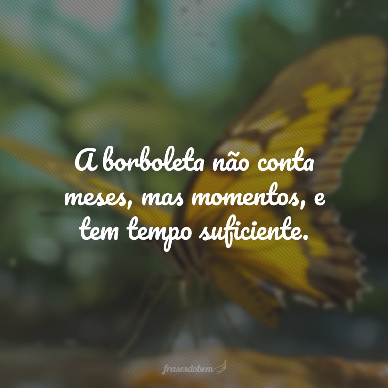 A borboleta não conta meses, mas momentos, e tem tempo suficiente.