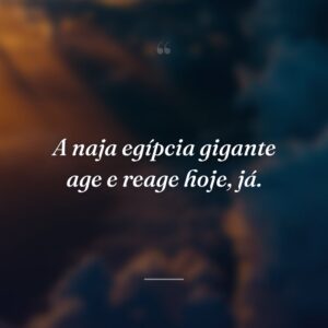 A naja egípcia gigante age e reage hoje, já.