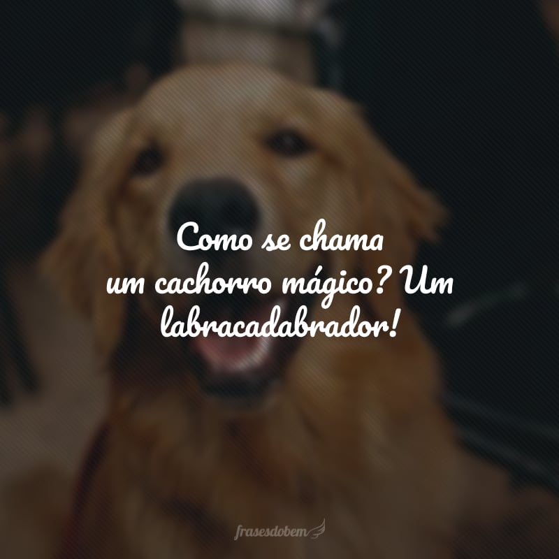 Como se chama um cachorro mágico? Um labracadabrador!