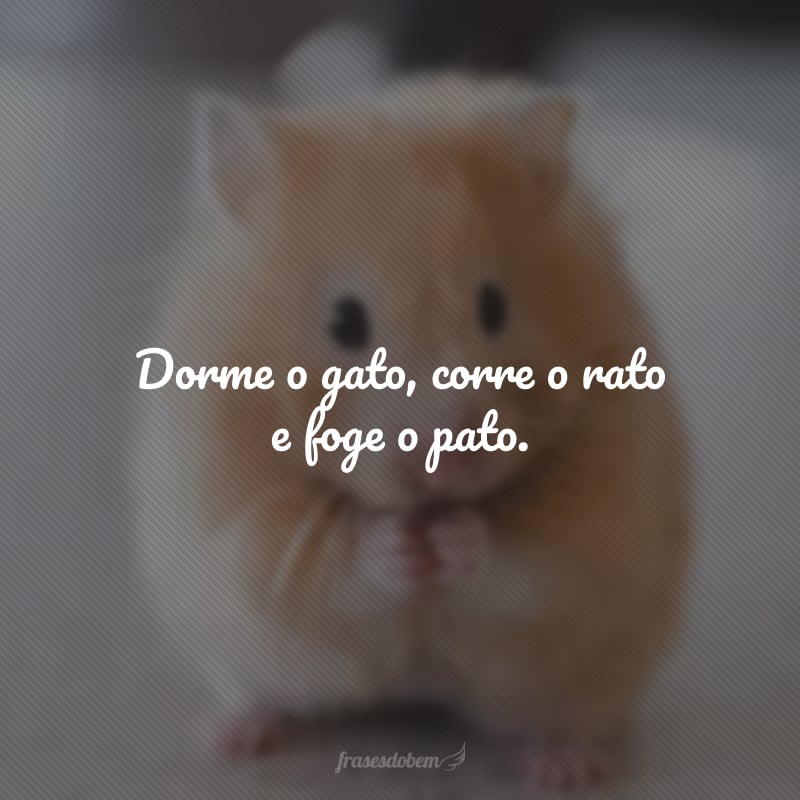 Dorme o gato, corre o rato e foge o pato.