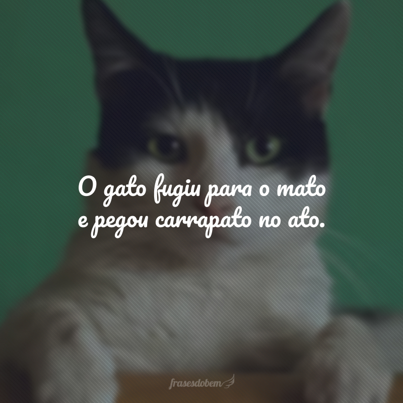 O gato fugiu para o mato e pegou carrapato no ato.