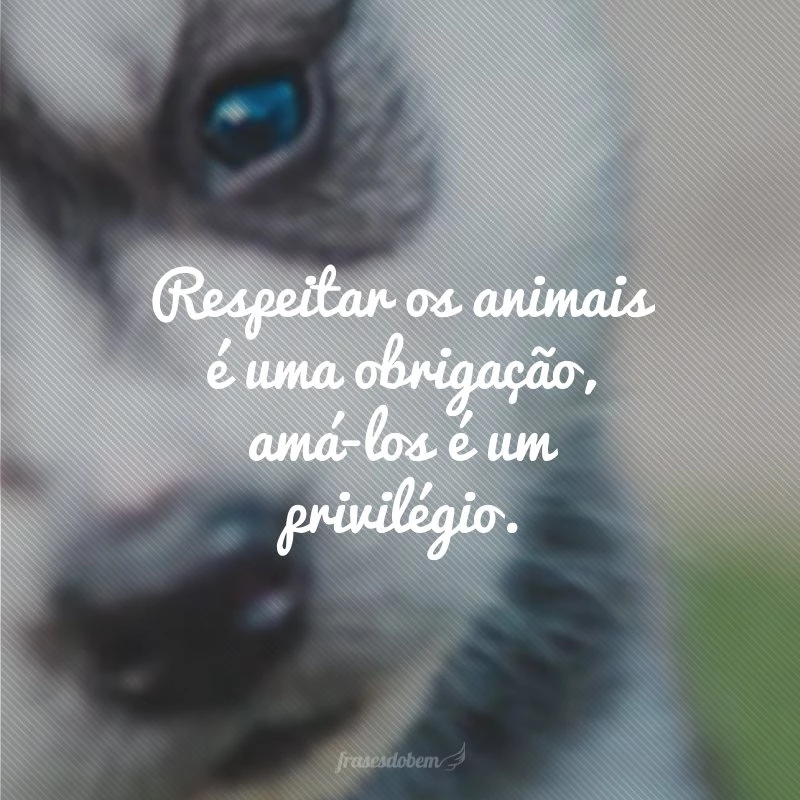 40 frases sobre animais para quem ama esses bichinhos 40 frases sobre animais para quem ama esses bichinhos